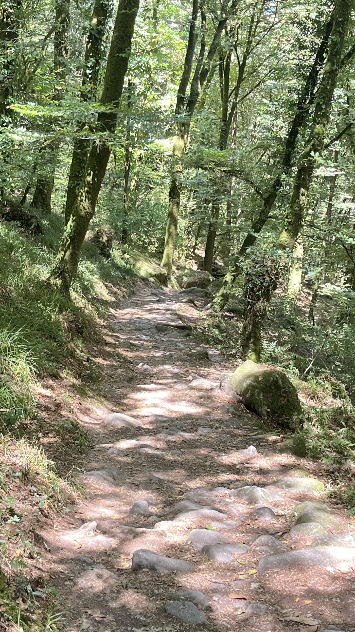 Bracelet en pierre naturelle : Le Cœur de la Forêt Là où la nature murmure ses plus anciens secrets. – Image 4